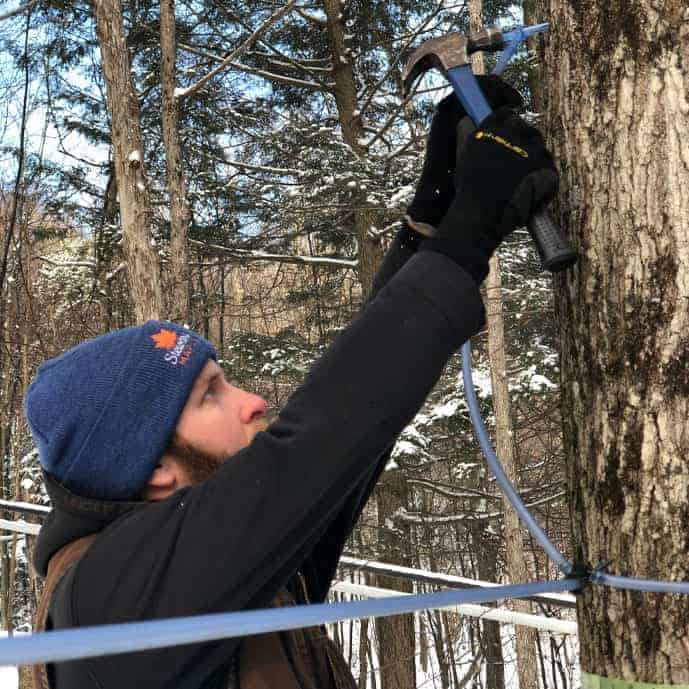Tapping a maple tree